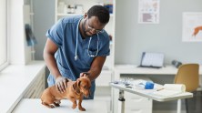 What Is Pet Insurance?